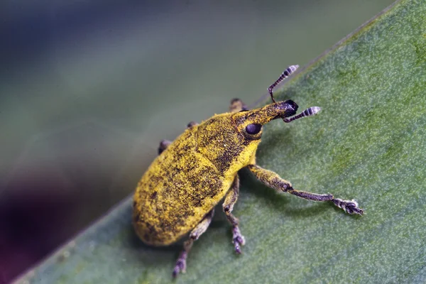 바 구미 벌레 (Lixus acicularis) — 스톡 사진