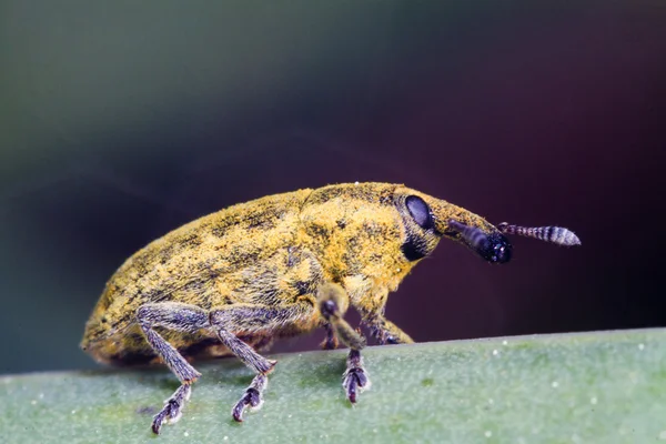 Weevil bug (Lixus acicularis) — Stockfoto