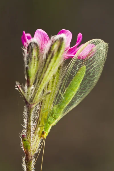 Lacewing verde (Chrysoperla carnea ) — Fotografia de Stock