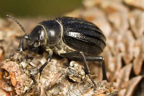 Black Beetle (Pimelia costata) — Stock Photo, Image