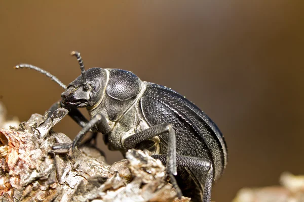 Chrząszcz czarny (Pimelia costata) — Zdjęcie stockowe