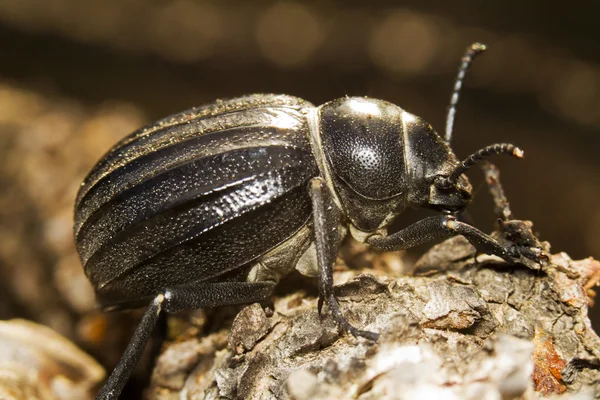 Black Beetle (Pimelia costata) — Stock Photo, Image