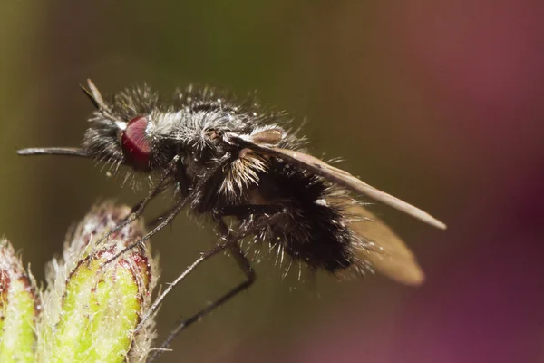 Bombylius bee mucha — Zdjęcie stockowe