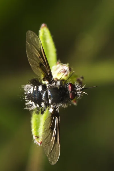 Bombylius arı-fly — Stok fotoğraf