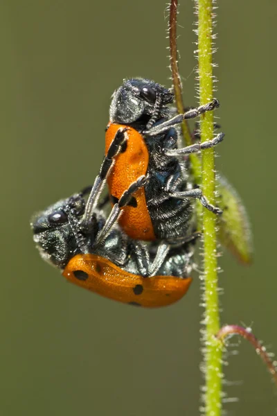 Liść chrząszcze (Lachnaia paradoxa) krycia — Zdjęcie stockowe