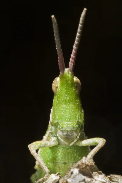 녹색 메뚜기 (Pyrgomorpha conica) — 스톡 사진