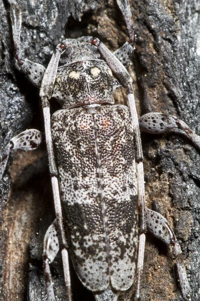 Scieur de pin tacheté (Monochamus clamator) ) — Photo