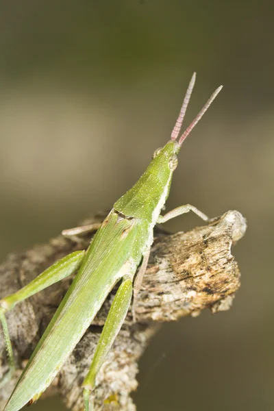 绿色蚱蜢 (Pyrgomorpha 尖顶) — 图库照片