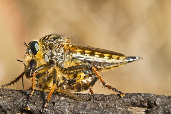 Mosca ladrona gigante (proctacanthus rodecki ) — Foto de Stock