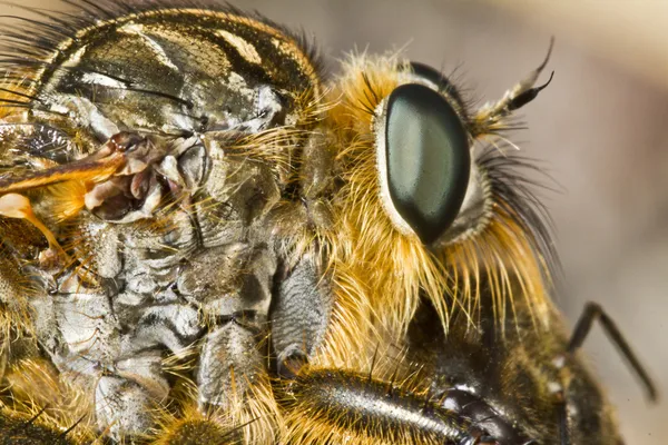 Mosca gigante do ladrão (proctacanthus rodecki ) — Fotografia de Stock