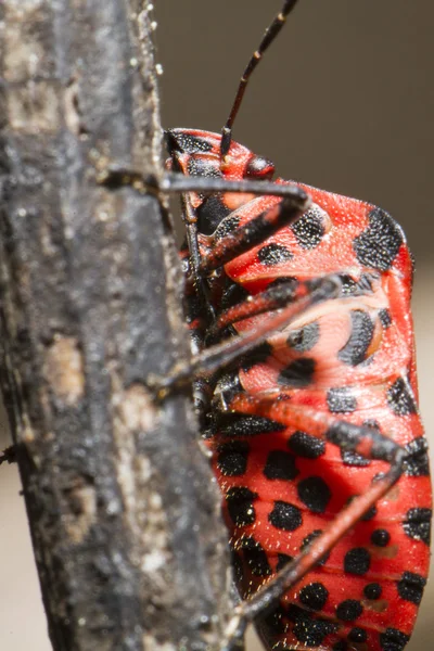 Graphosoma lineatum bug — Stock Photo, Image