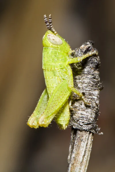 Зеленый кузнечик (Pezotettix giornae ) — стоковое фото