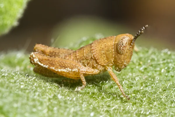 Оранжевый кузнечик (Pezotettix giornae ) — стоковое фото