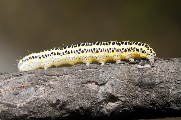 Lagarta de repolho — Fotografia de Stock