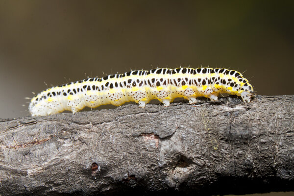 Cabbage caterpillar