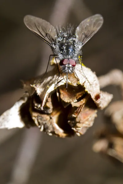 Μέλισσα bombylius-μύγα — Φωτογραφία Αρχείου