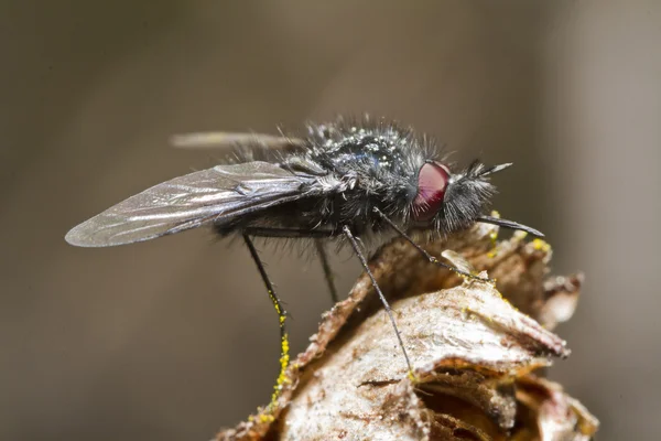 Bombyliidae fly — Stock Photo, Image