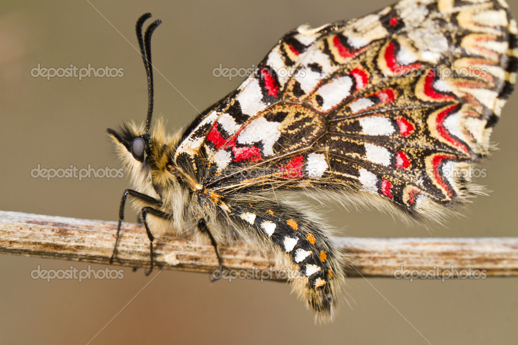Spanish festoon butterfly (Zerynthia rumina) — Stock Photo © membio
