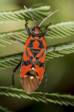 Firebug'ı, pyrrhocoris apterus