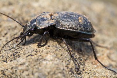 Calosoma maderae