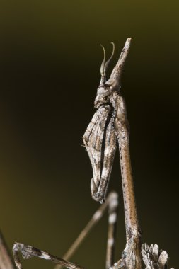 Mantis Palo (Empusa pennata)