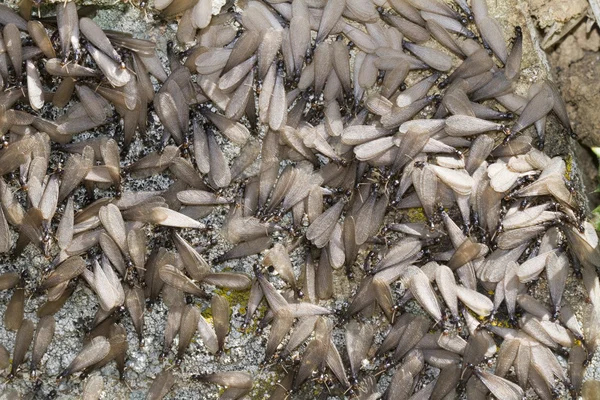 Swarm of winged termites — Stock Photo, Image