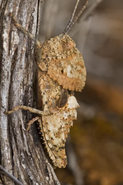 Gafanhoto (Ocnerodes fallaciosus ) — Fotografia de Stock