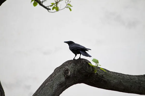 Одинокая ворона — стоковое фото