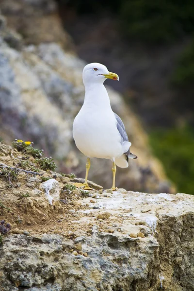 Pássaro-gaivota na natureza — Fotografia de Stock