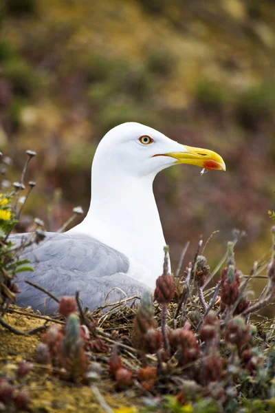 シーガル野生の鳥 — ストック写真