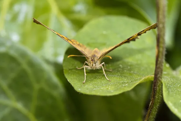 Motyl na liść — Zdjęcie stockowe