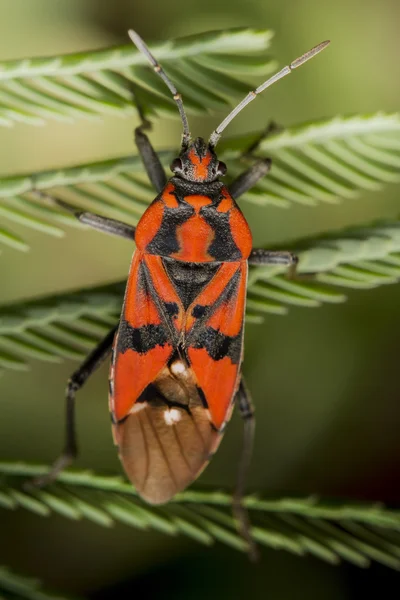 Firebug, pyrrhocoris apterus — Stockfoto
