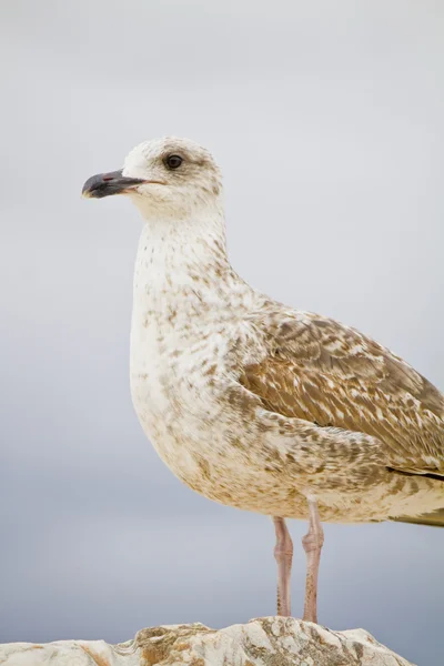 Möwenvogel in den Docks der Stadt — Stockfoto