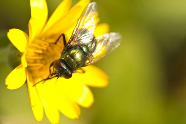 Mosca bottiglia metallica verde — Foto Stock