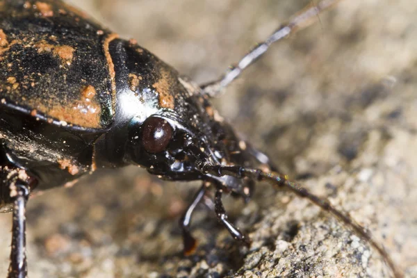 Calosoma maderae — Stock Photo, Image