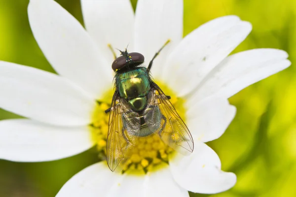 Green metallic bottle fly — Stock Photo, Image