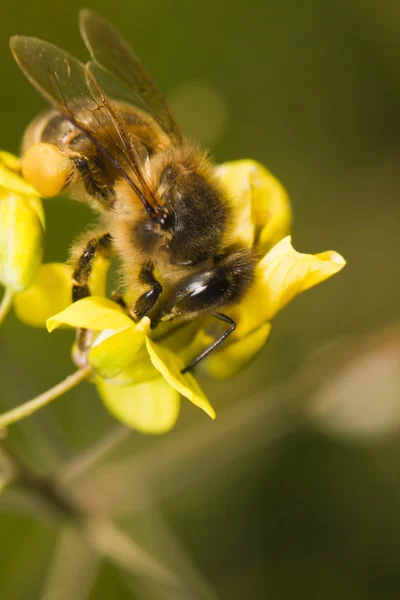 Pszczoła robotnica, pollinizing — Zdjęcie stockowe