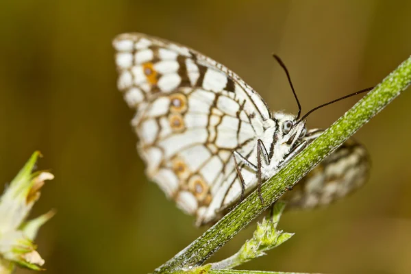 Blanco Mármol Español (Melanargia ines ) — Foto de Stock