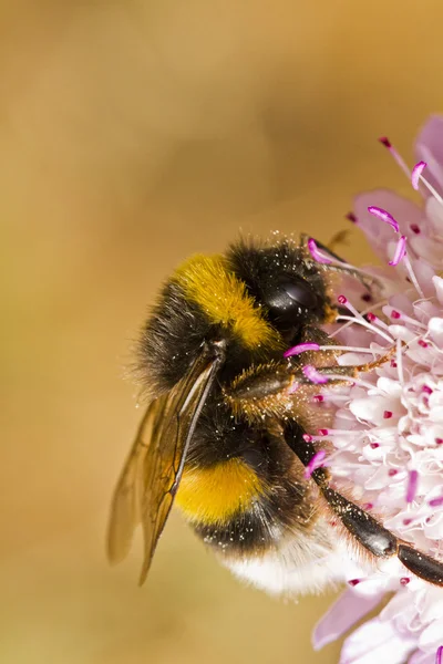 Abejorro de cola de buff (Bombus terrestris subsp. lusitanicus ) —  Fotos de Stock