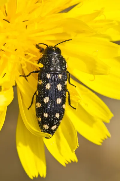 Beetle (Acmaeodera degener) — Stock Photo, Image