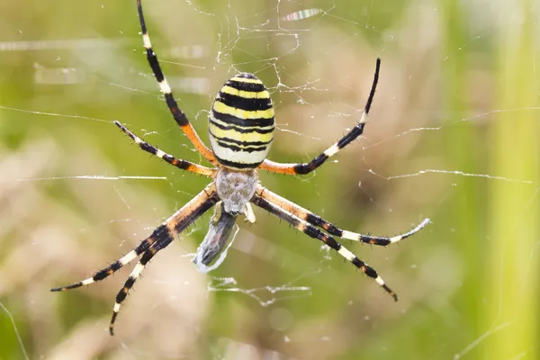 Ragno tessitura orb (Argiope bruennichi ) — Foto Stock