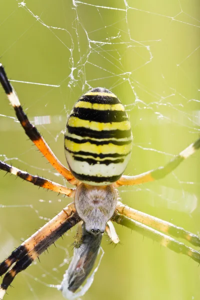 Ragno tessitura orb (Argiope bruennichi ) — Foto Stock