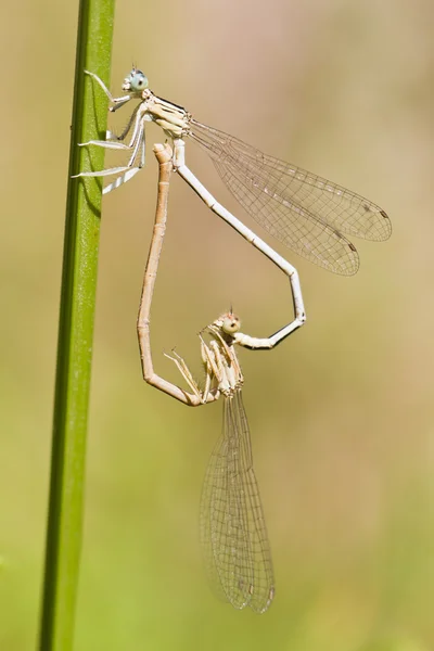 Iki mavi çiftleşme kızböcekleri (lestes barbarus) — Stok fotoğraf