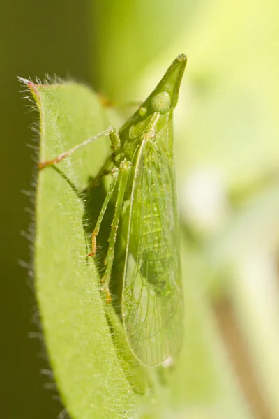 Diktyopharid-Planthopper (Rhynchomitra microrhina)) — Stockfoto