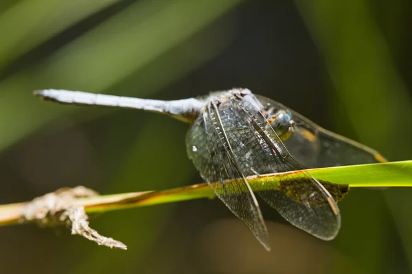 Epaulet Skimmer (Orthetrum chrysostigma) — Stock Photo, Image