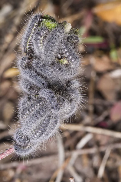 Euphydryas aurinia lagarta — Fotografia de Stock