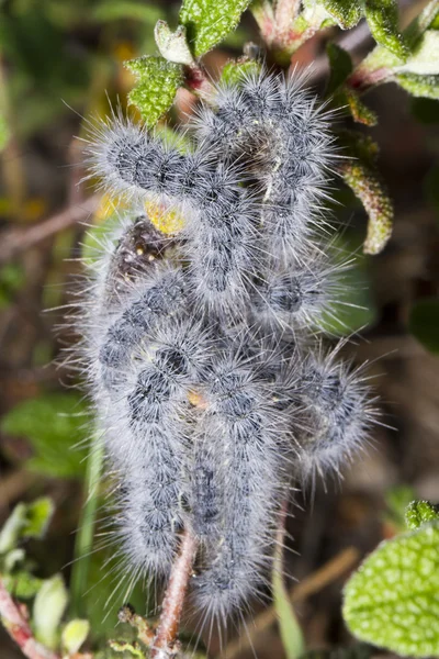 Euphydryas aurinia caterpillar — Stock Photo, Image