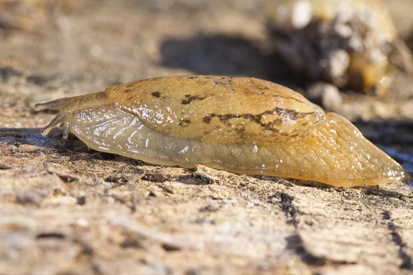 Parmacella valenciennii slug — Stock Photo, Image