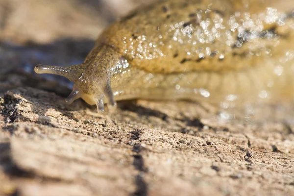 Parmacella valenciennii slug — Stock Photo, Image