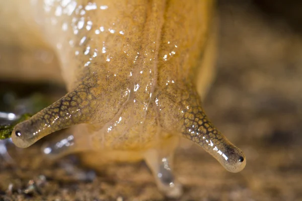 Parmacella valenciennii lesma — Fotografia de Stock